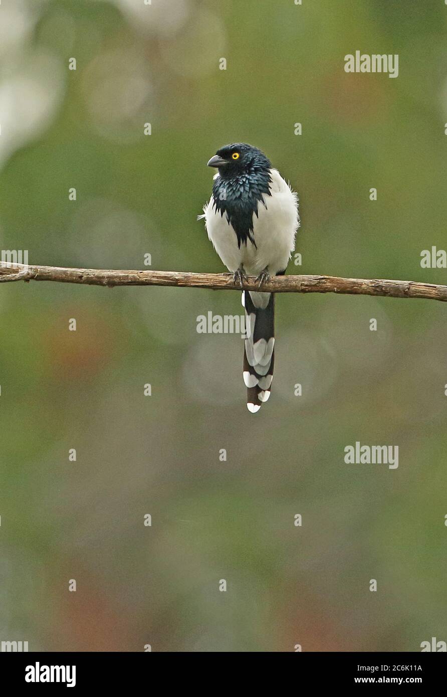 Magpie Tanager (Cissopis leverianus leverianus) adult perched on branch  Bogota, Colombia       November Stock Photo