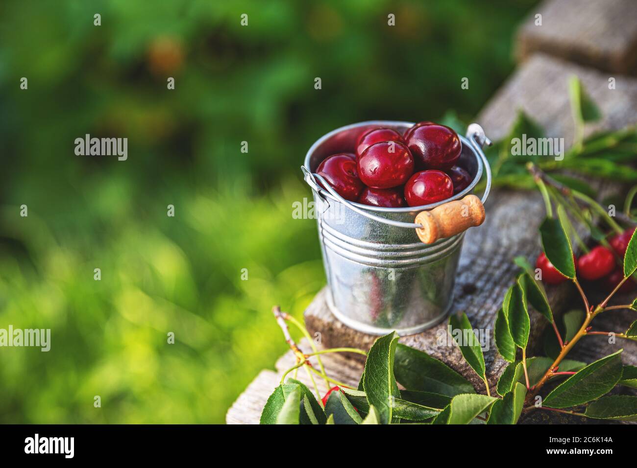 Fresh sour cherries in a small bucket with space for your text Stock