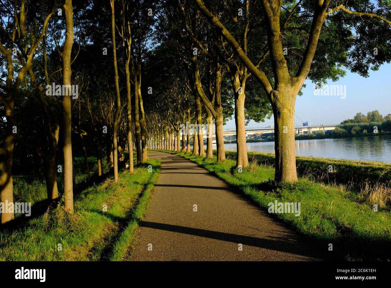 A quiet cycle path between an avenue of trees in the early sunlight near Diemen Stock Photo