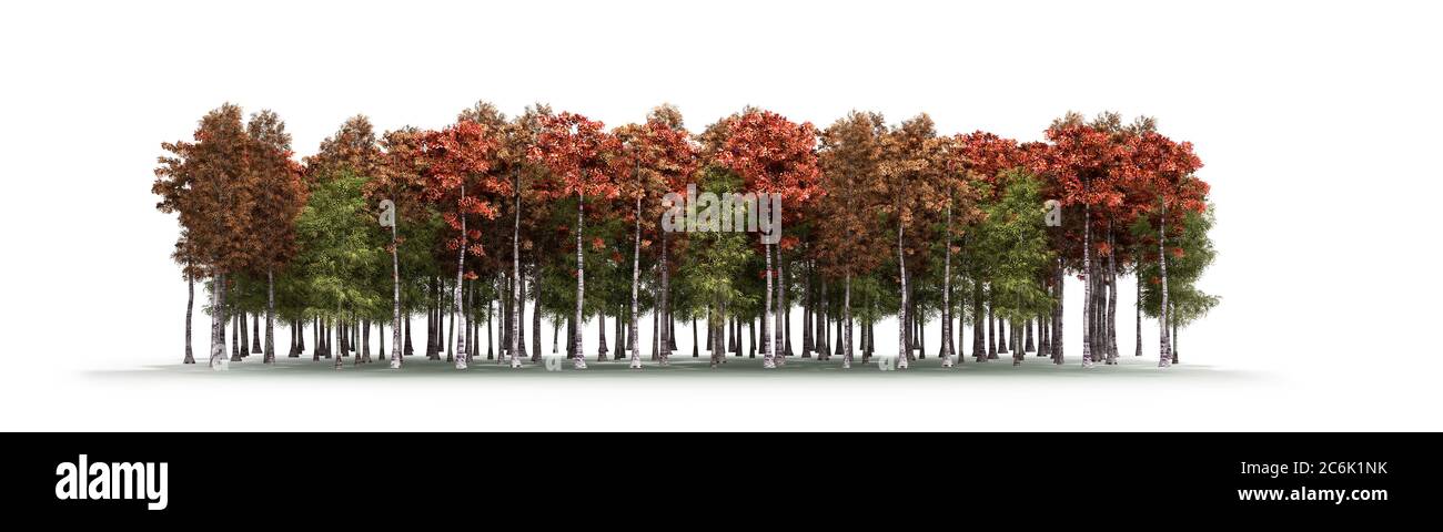 Tree Render Color Color trees isolated on white background Forest and foliage in autumn ...