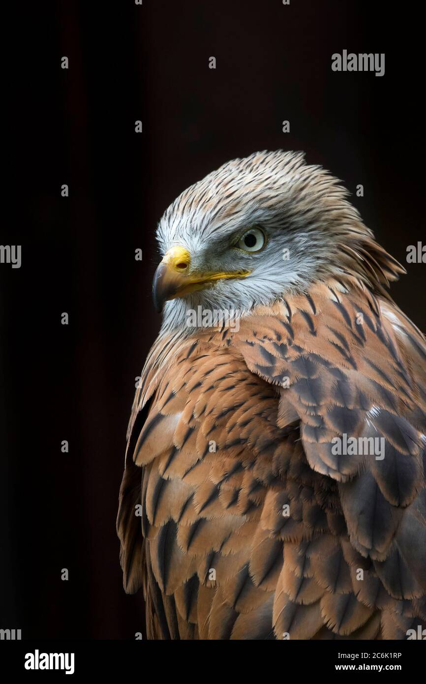 Detailed close up of a UK red kite bird of prey (Milvus milvus) perching isolated against black background. Stock Photo