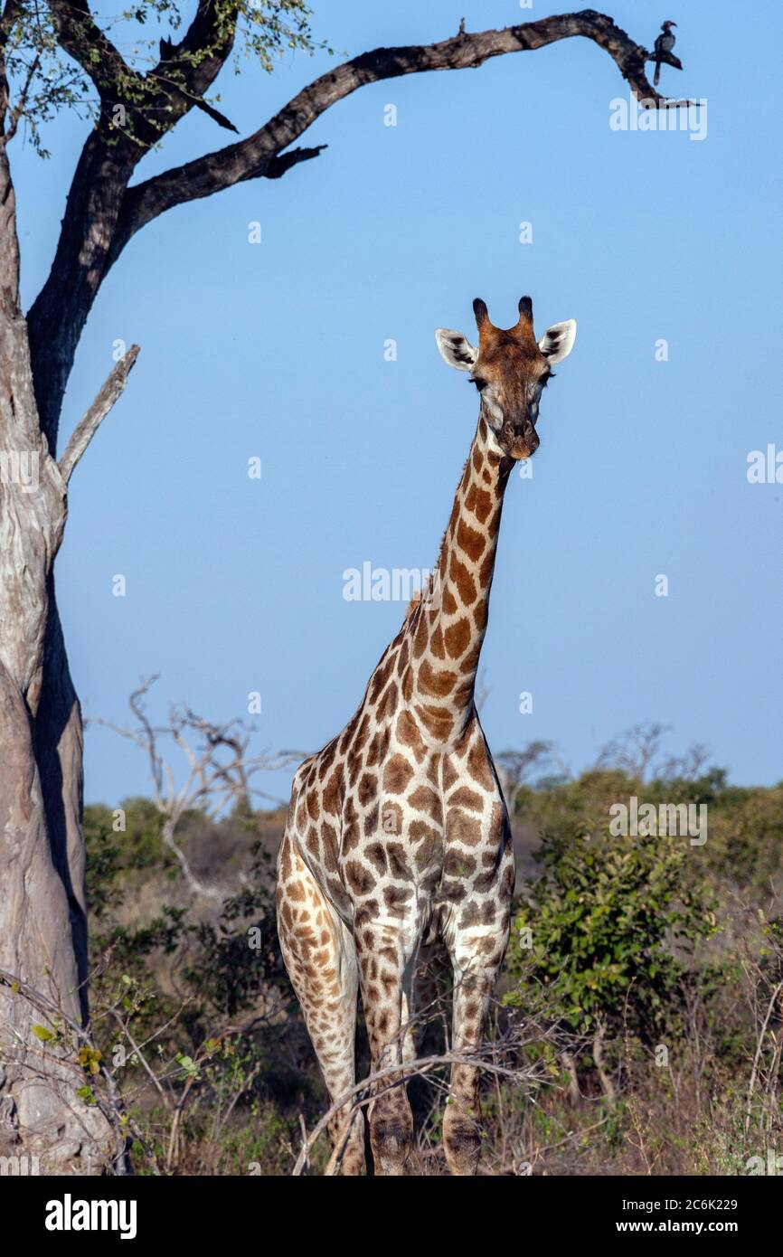 Giraffe (Giraffa camelopardalis) in the Savuti region of northern Botswana, Africa. The Giraffe is the tallest living terrestrial animal and the large Stock Photo