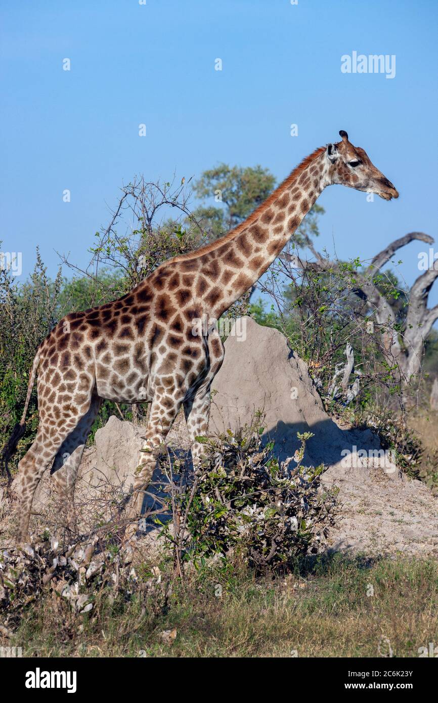 Giraffe (Giraffa camelopardalis) near a termite mound in the Savuti region of northern Botswana, Africa. The Giraffe is the tallest living terrestrial Stock Photo