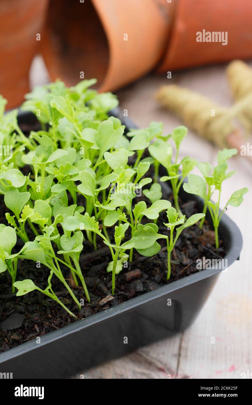 Brassica oleracea ' Dwarf Green Curled' kale seedlings in a tray ready