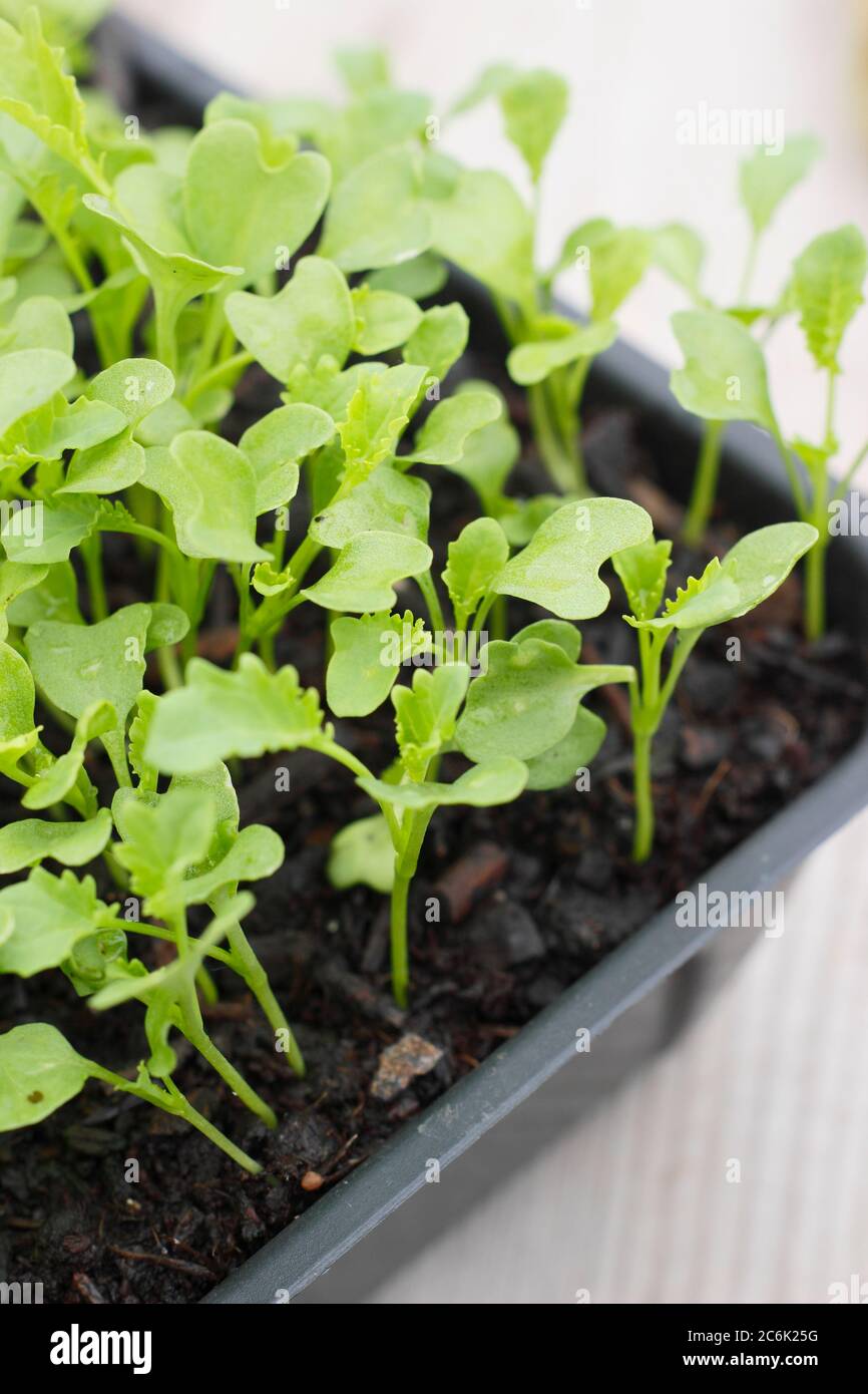 Kale seedlings uk hires stock photography and images Alamy