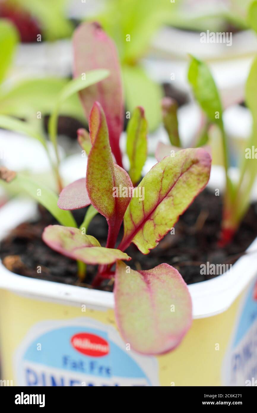 Beetroot seedlings. Beta vulgaris 'Rainbow Mixed' beetroot seedlings in