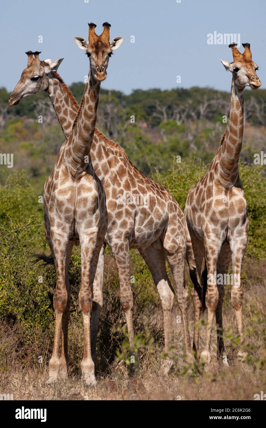 Three Giraffe (Giraffa camelopardalis) in Chobe National Park in northern Botswana, Africa. Stock Photo