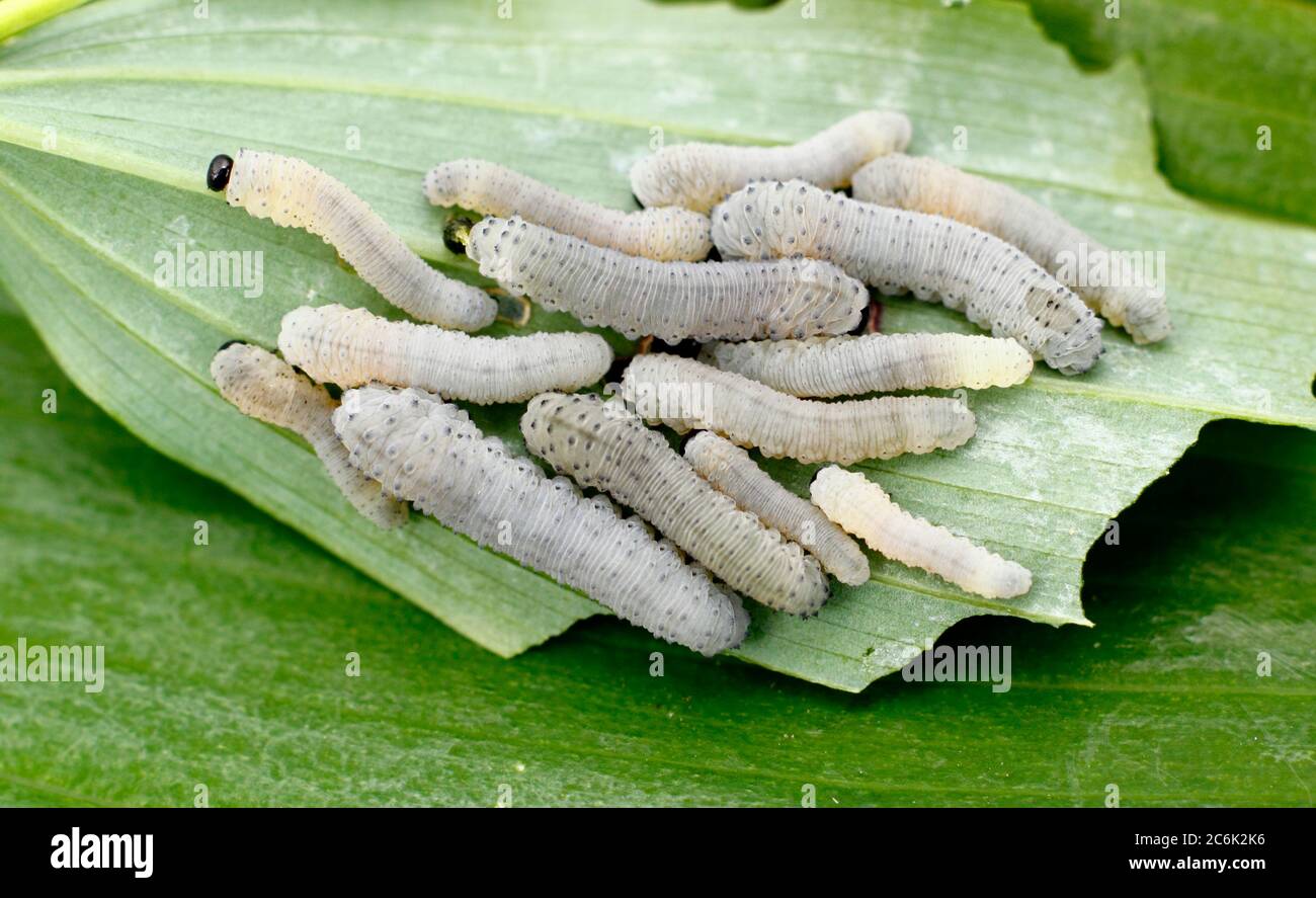 Phymatocera aterrima.  Cluster of Solomon's Seal sawfly larvae feeding on the host plant in an English garden. Stock Photo