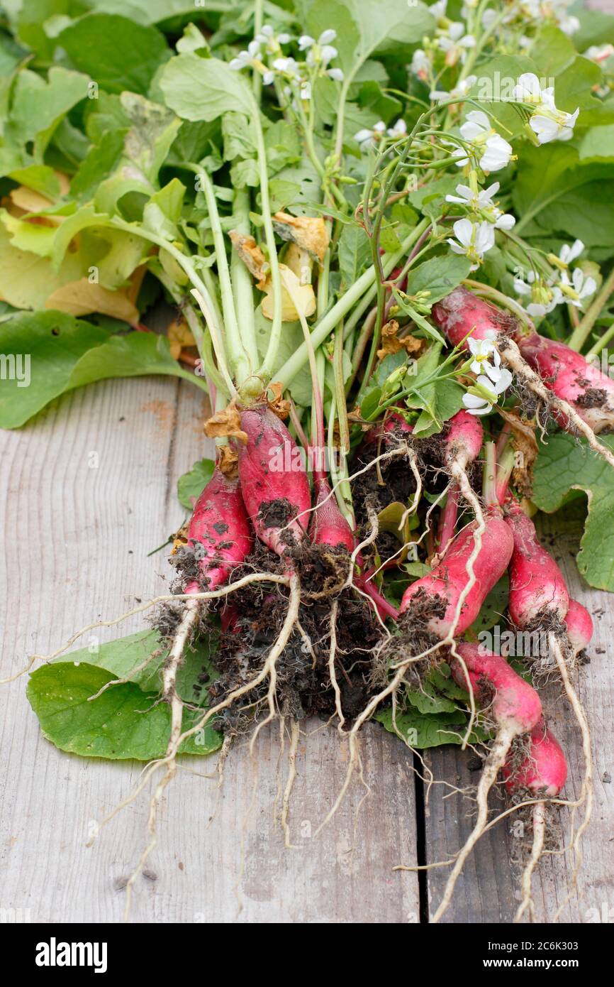 Raphanus sativus 'French Breakfast'. Flower heads and large, woody roots of bolted radish plants for composting. UK Stock Photo