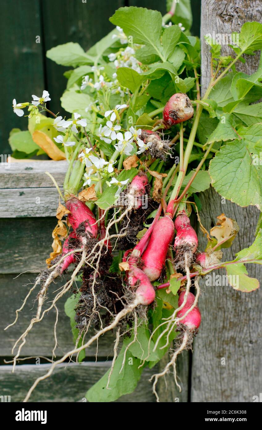 Raphanus sativus 'French Breakfast'. Flower heads and large, woody roots of bolted radish plants dug up for composting. UK Stock Photo