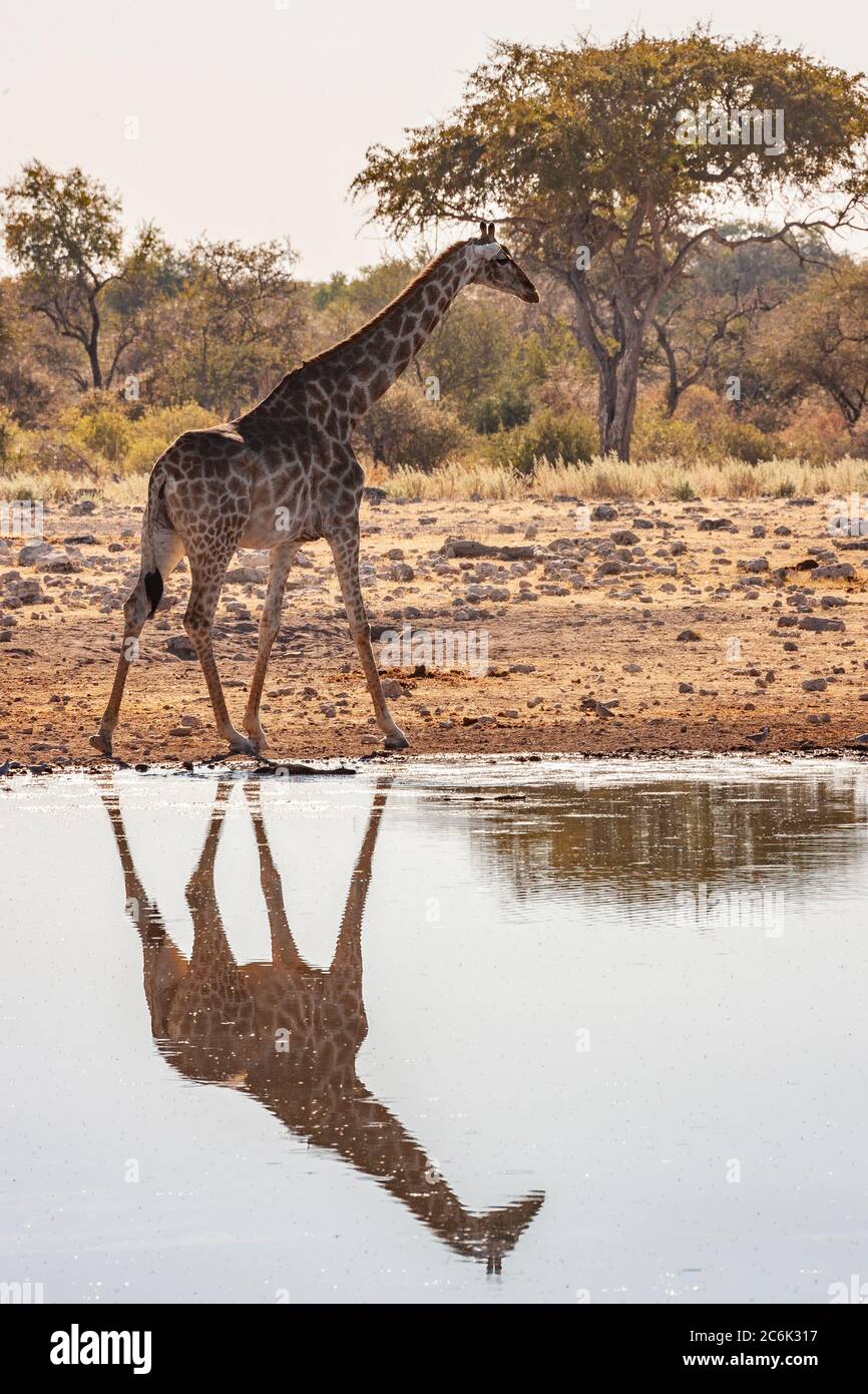Giraffe (Giraffa camelopardalis) at a waterhole in Etosha National Park in Namibia, Africa. Stock Photo