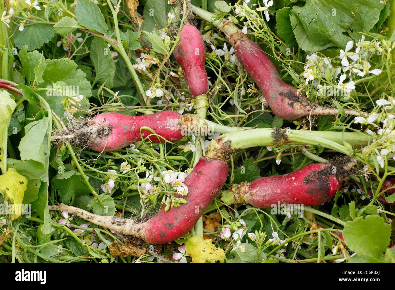 Raphanus sativus 'French Breakfast'. Flower heads and large, woody roots of bolted radish plants for composting. UK Stock Photo