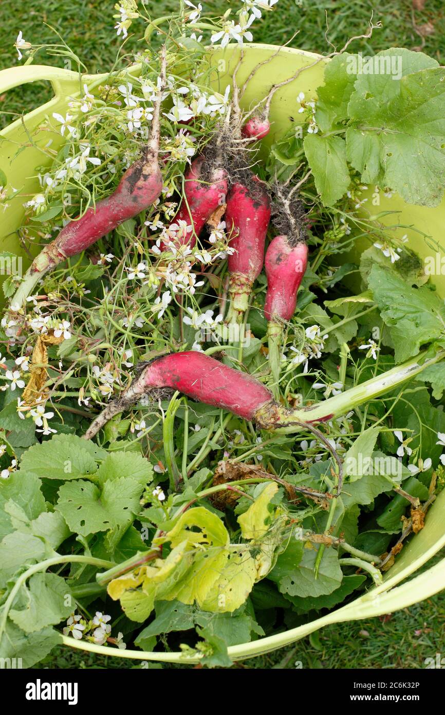 Raphanus sativus 'French Breakfast'. Flower heads and large, woody roots of bolted radish plants dug up for composting. UK Stock Photo