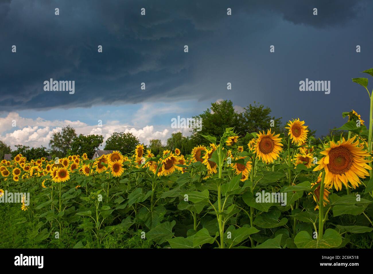 A field of sunflowers before the rain. Black rain clouds over a field ...
