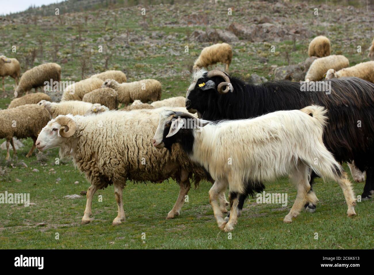 Goats and sheep. The herd is grazing in nature Stock Photo - Alamy