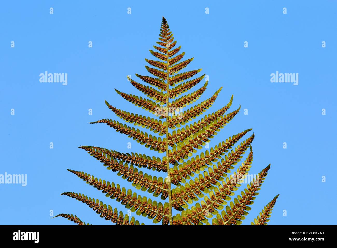 Low angle view on isolated divided leaf frond of eagle fern bracken (Pteridium aquilinum) against blue sky in the evening sun - Germany Stock Photo