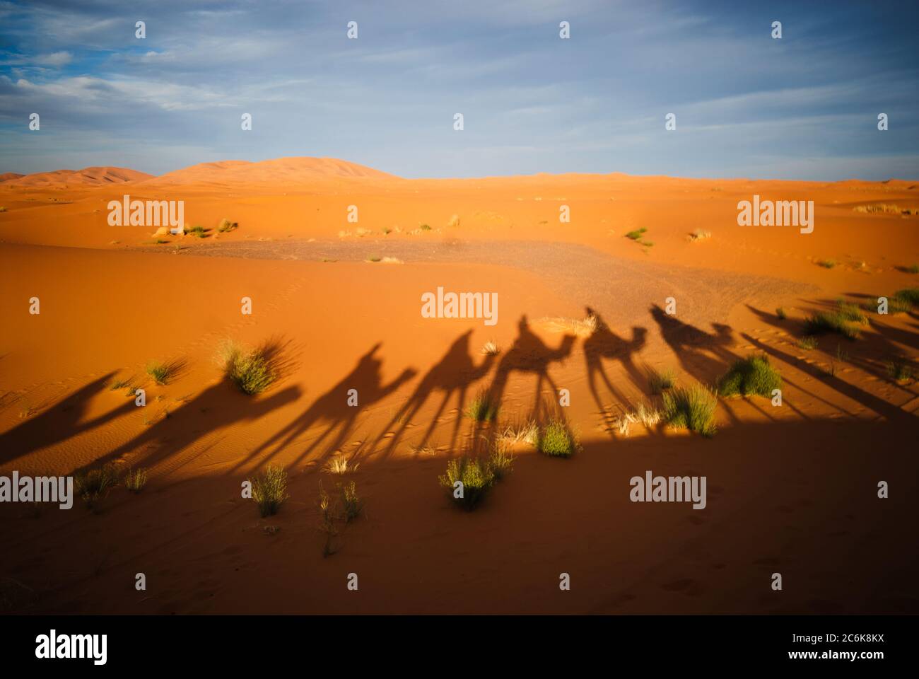 Shadows of camel riders in the desert at sunset, Sahara Desert, Morocco Stock Photo