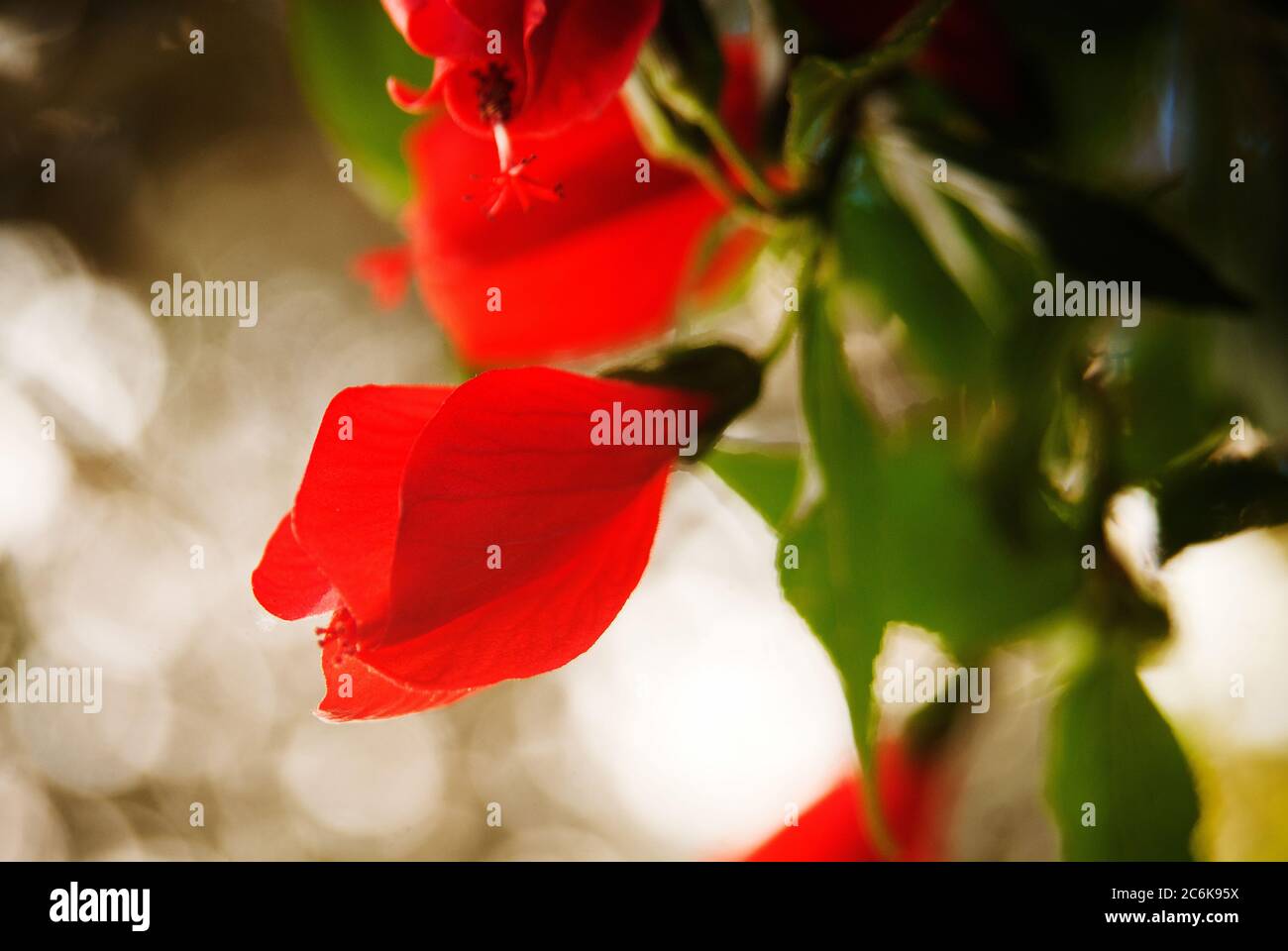 Red flowers garden plant detail hi-res stock photography and images - Alamy
