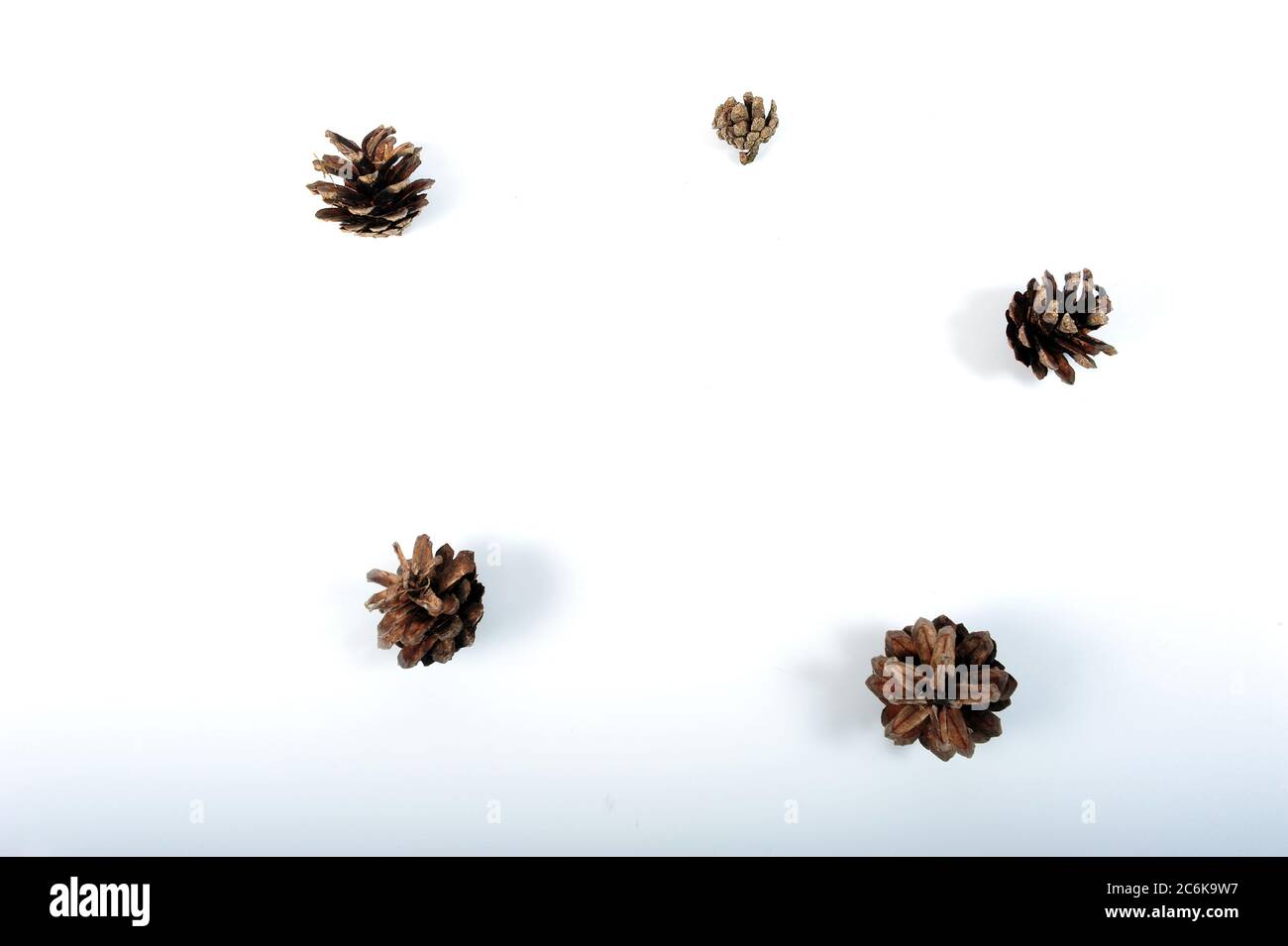Five pine cones randomly placed in a circle on white surface.  Horizontal shot with copy space. Stock Photo
