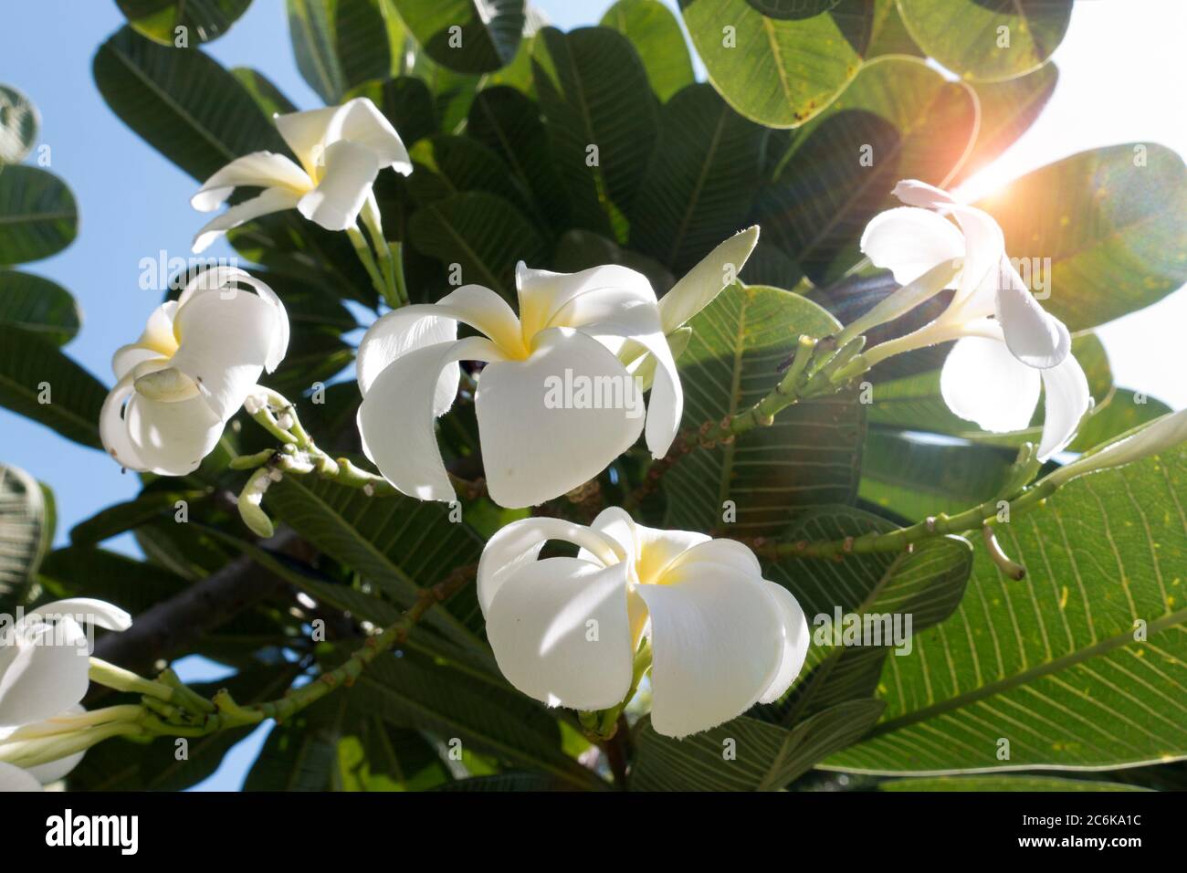 Plumeria, a flowering shrub in the family Apocynaceae often known as frangipani Stock Photo