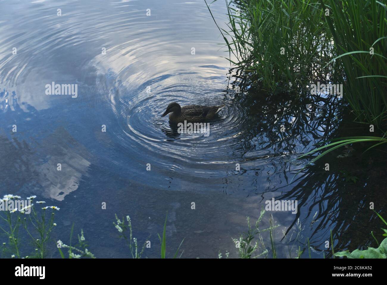 Duck Waving A duck swims in a lake creating a wave on the water. The water has ...