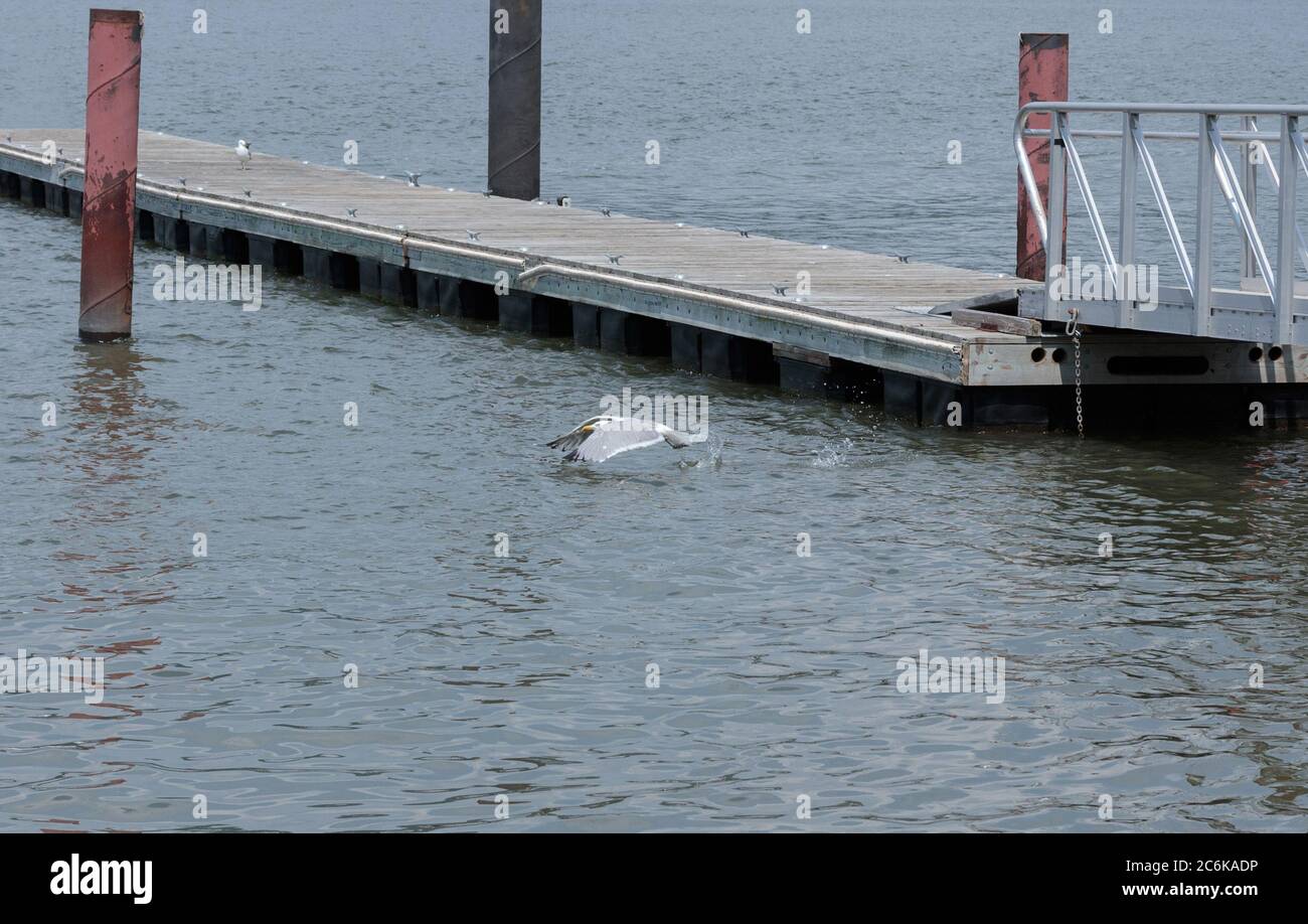 Herring gull skimming hires stock photography and images Alamy