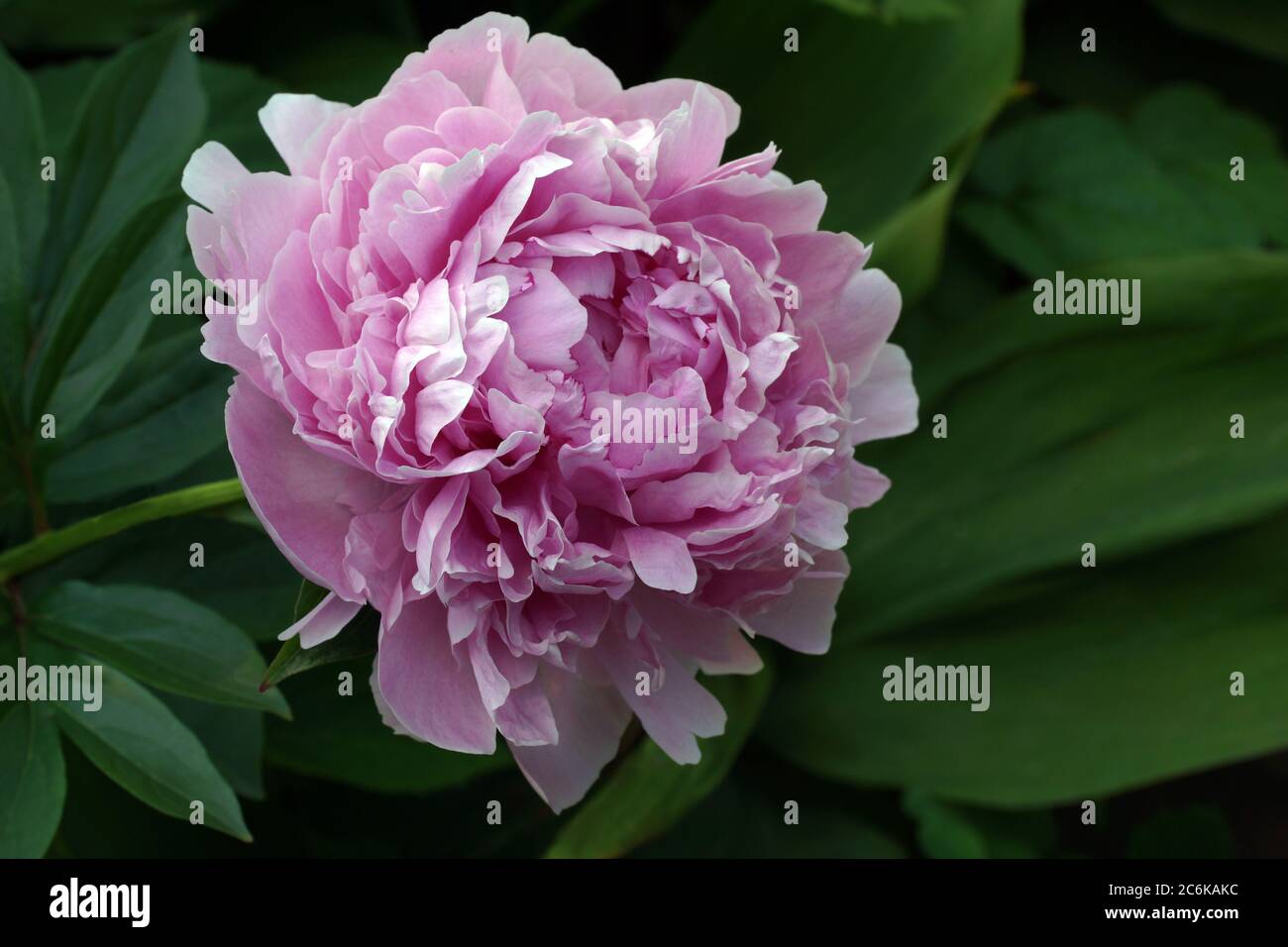One pink double peony flower close. Paeonia  lactiflora Sarah Bernhardt. Stock Photo