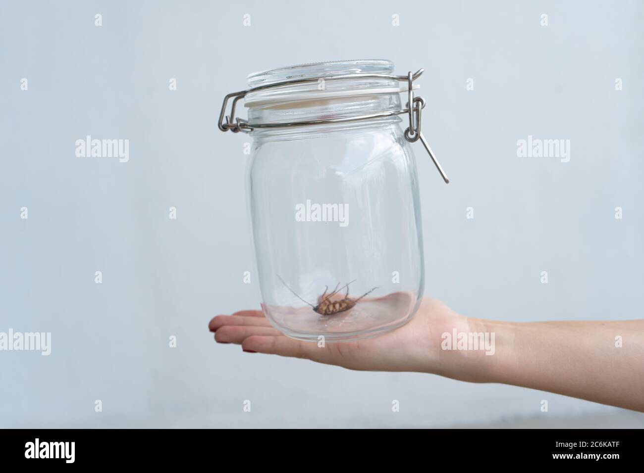 The girl holds on her palm a glass jar with a cockroach inside Stock ...