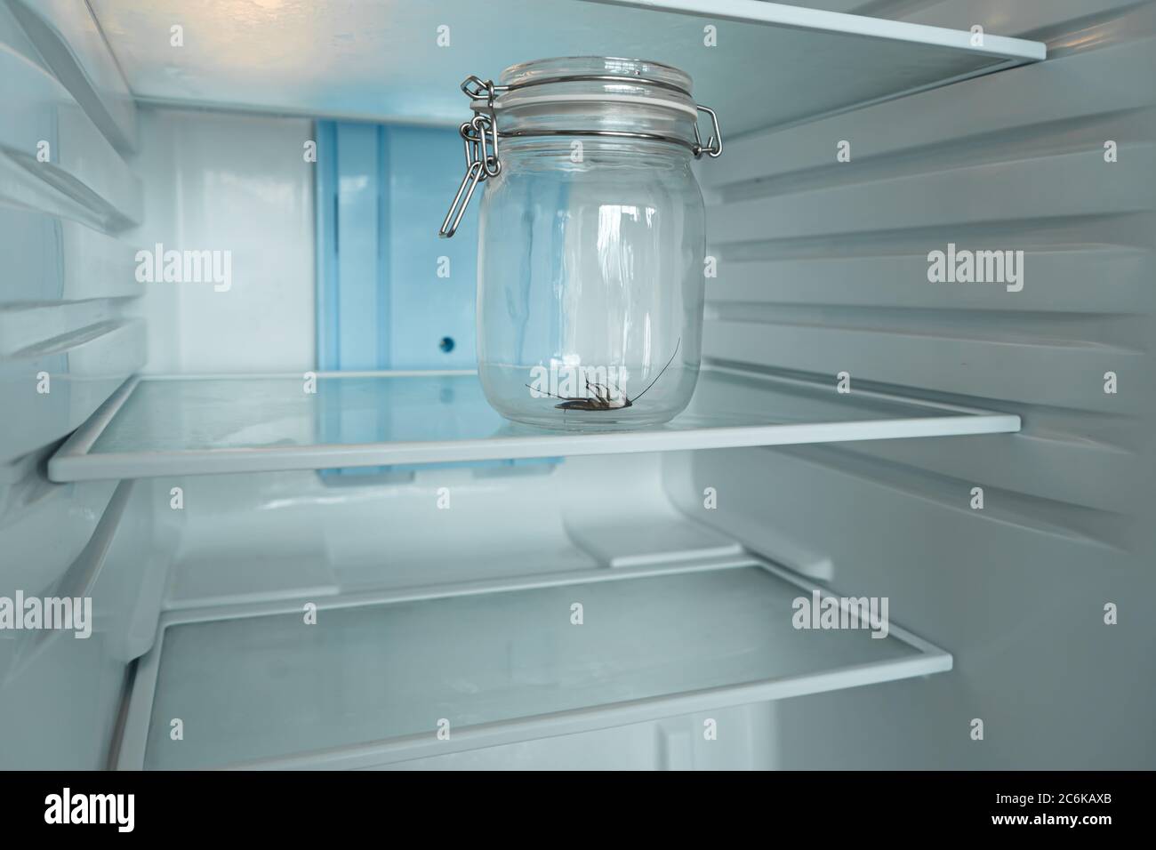 Cockroach in a glass jar in an empty refrigerator. Poverty and lack of food  concept Stock Photo - Alamy, image size:1300x956