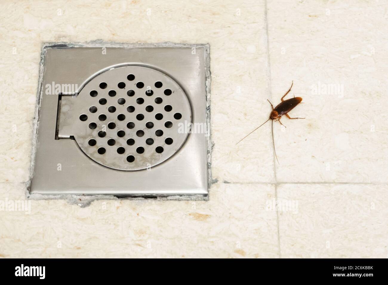 Cockroach in the bathroom near the drain hole. The problem with insects