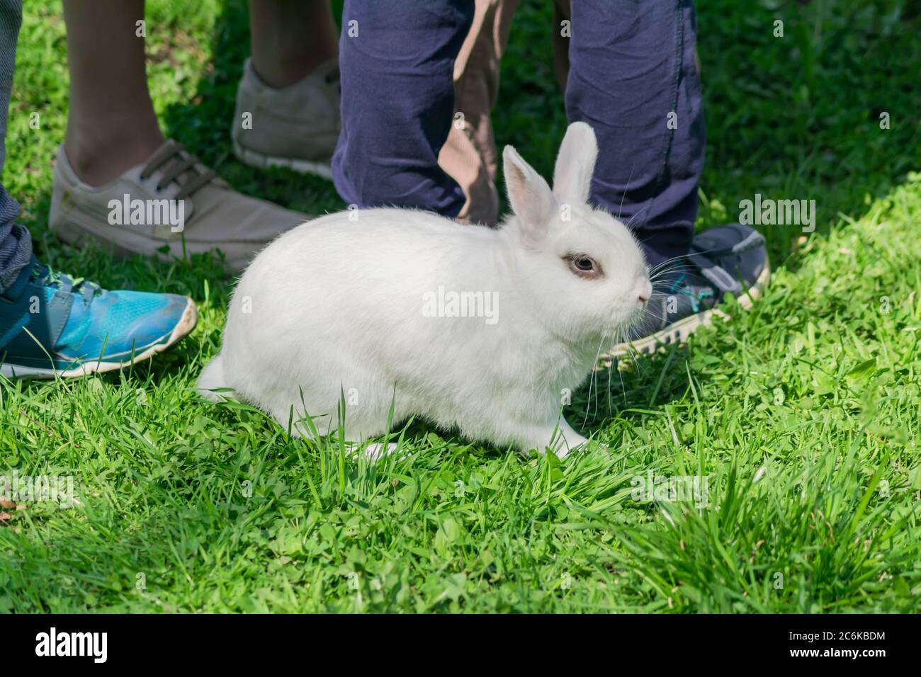White Rabbit Feet white rabbit sitting on the green grass among children feet Stock Photo ...