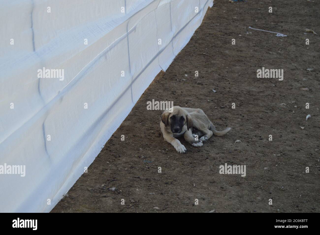 shepherd dog lies in barn Stock Photo
