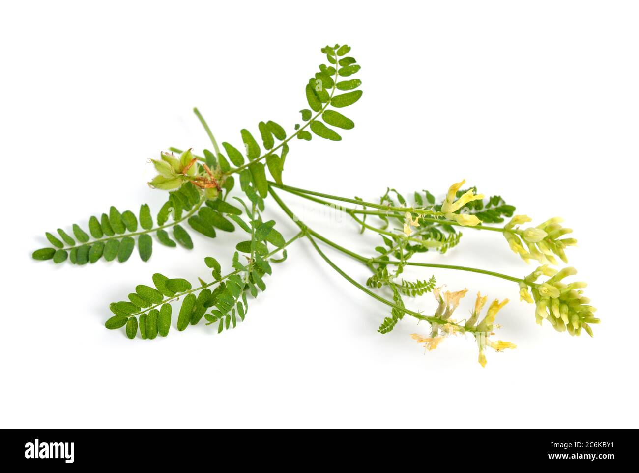 Astragalus glycyphyllos or liquorice milkvetch, wild liquorice, wild licorice. Isolated Stock Photo