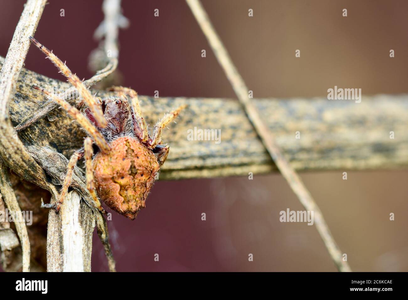 Macro of a Common house spider (Parasteatoda tepidariorum). This is a generic term for different spiders commonly found around human dwellings Stock Photo