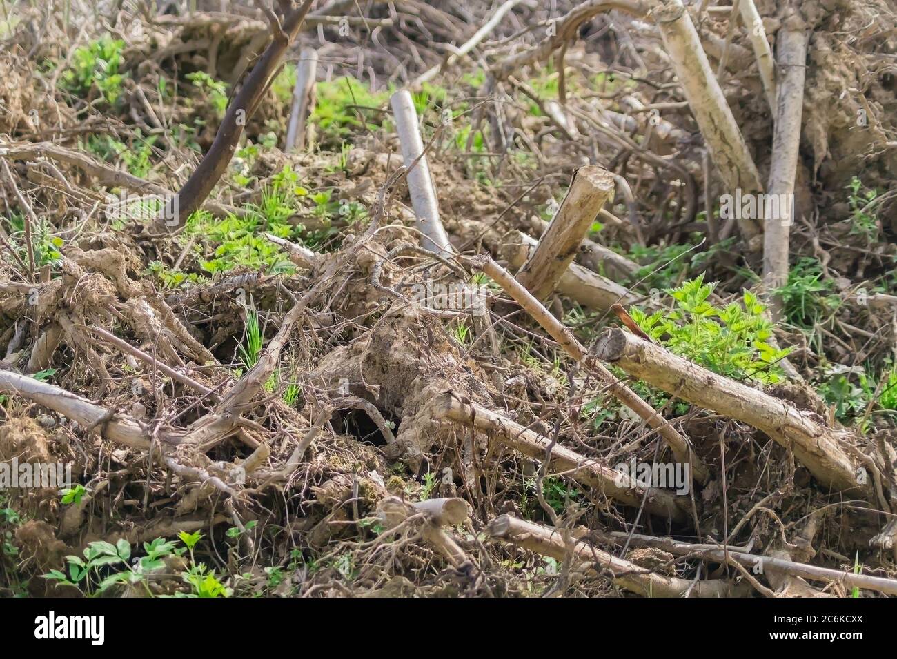broken trees in a forest after storm Stock Photo - Alamy