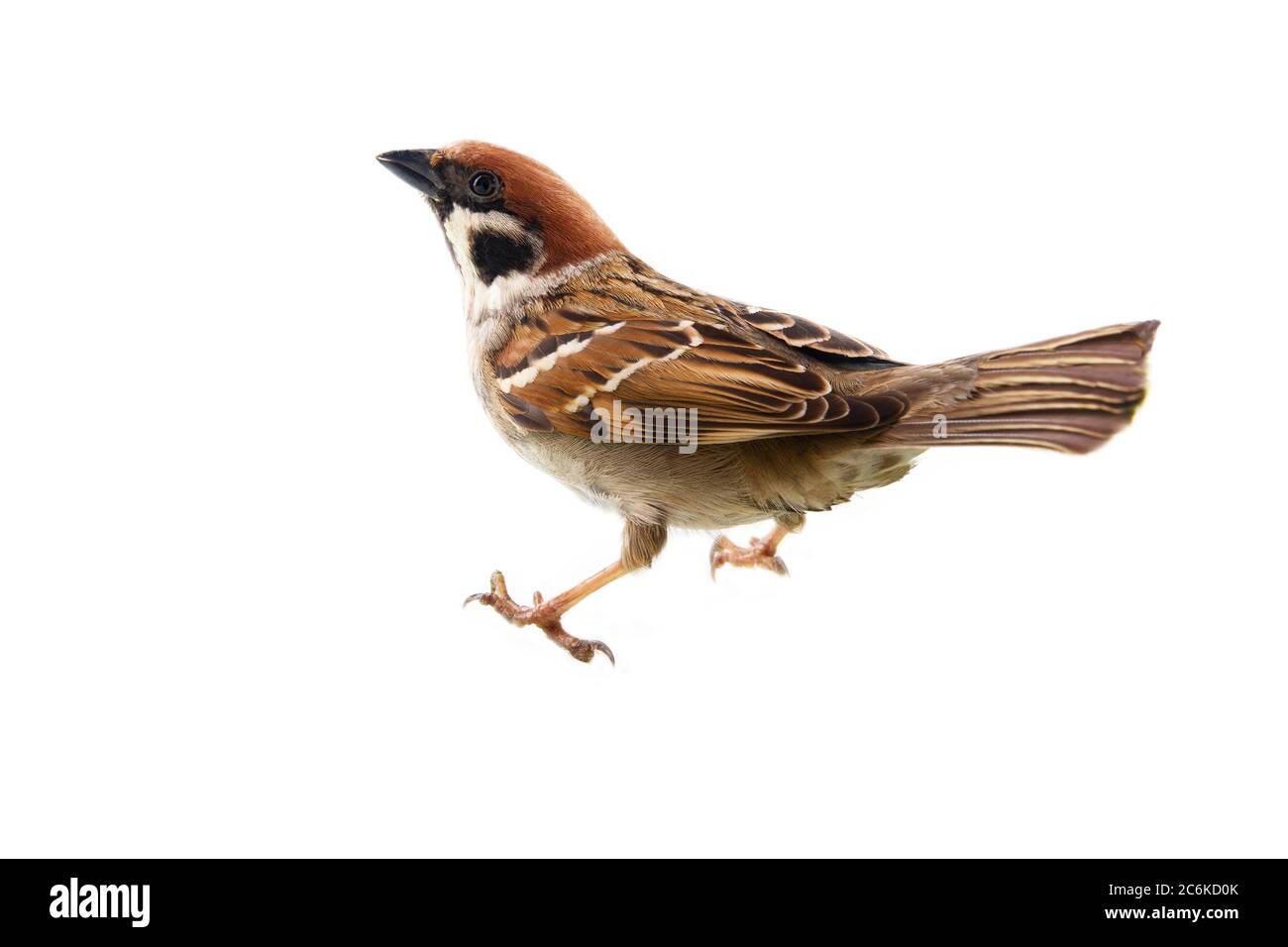 Sparrows as the most common birds in the human environment. Eurasian tree sparrow (Passer montanus) in dynamics isolated on a white background Stock Photo