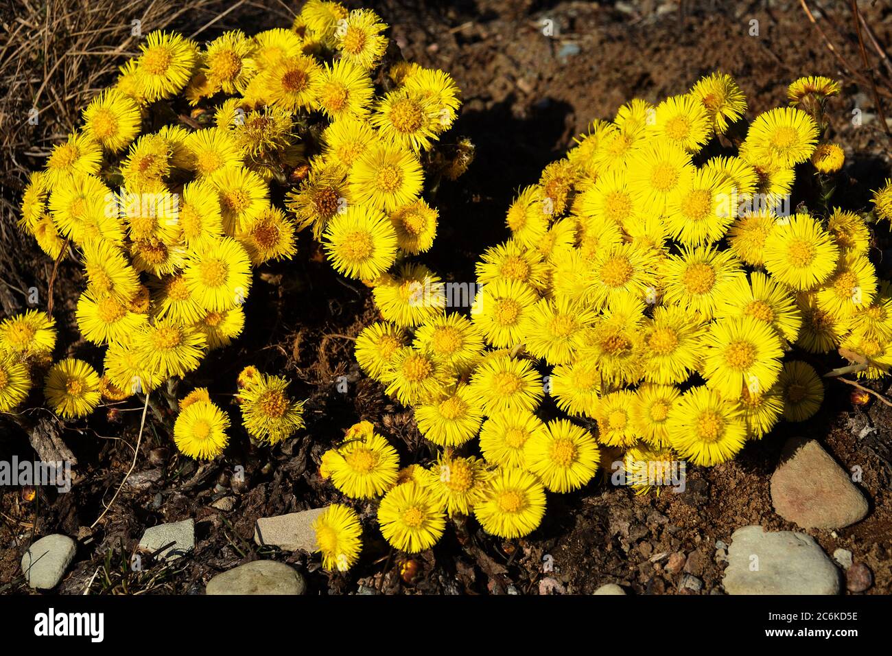 Early North spring. foalfoot (Tussilago farfara) blooms first. Curtaines of bright yellow flowers on still dead soil Stock Photo