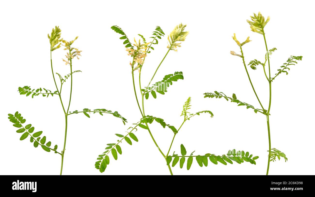 Astragalus glycyphyllos or liquorice milkvetch, wild liquorice, wild licorice. Isolated Stock Photo