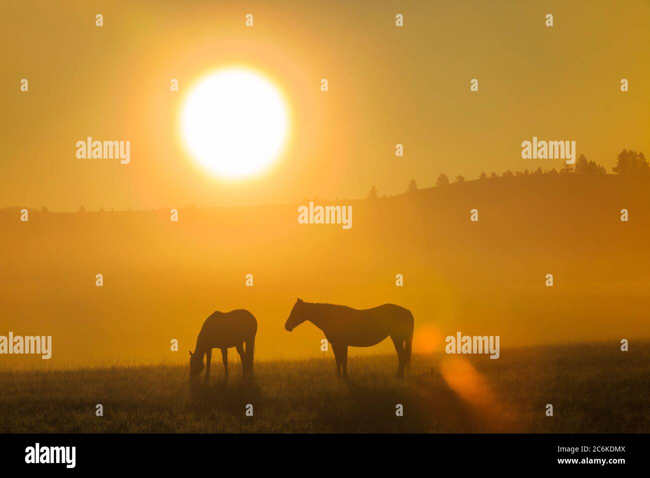 horses in a misty meadow at sunrise near avon, montana Stock Photo