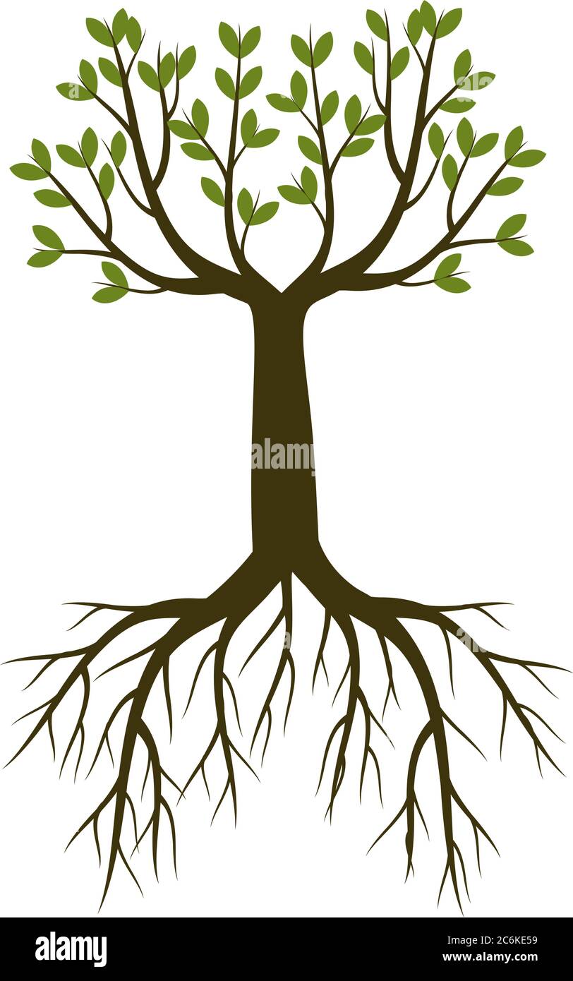 Tree root illustration hi-res stock photography and images - Alamy