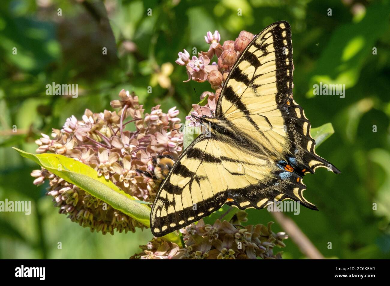 Eastern Tiger Swallowtail (Yellow Swallowtail) butterfly on a milkweed flower Stock Photo