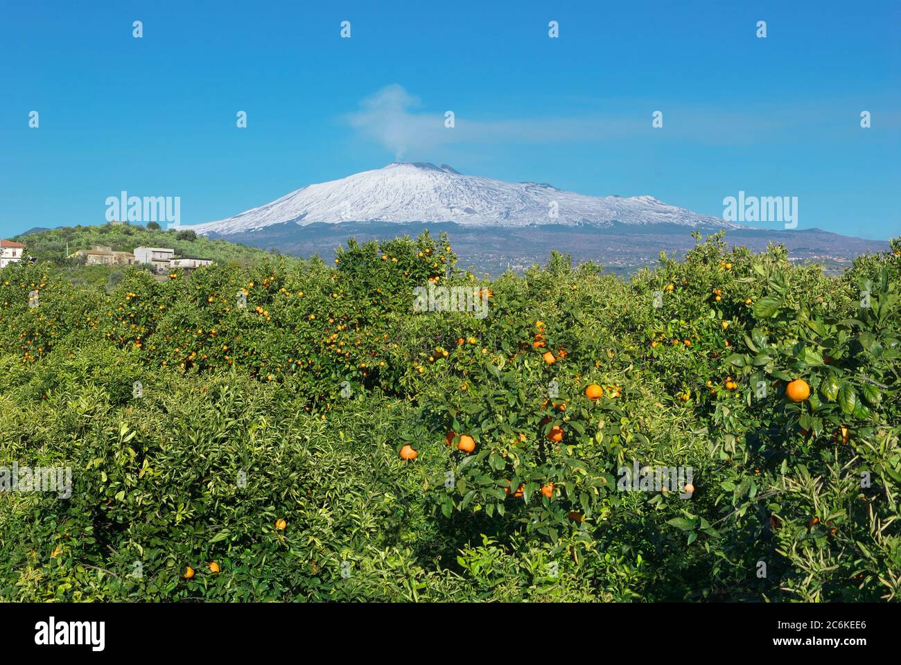 Etna Volcano and orange trees garden with ripe citrus fruits