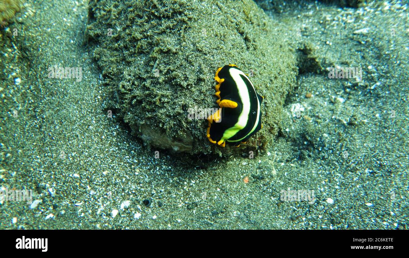 yellow, black and white sea slug on coral reef. natural environment Stock Photo