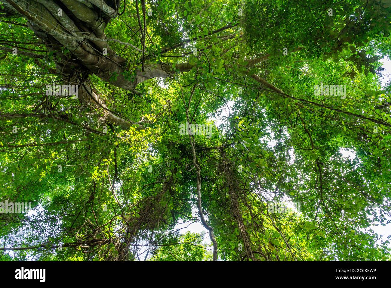 Looking up green forest. tropical forest with vivid green rich and lush foliage . bottom view background. sunstars across the branches Stock Photo