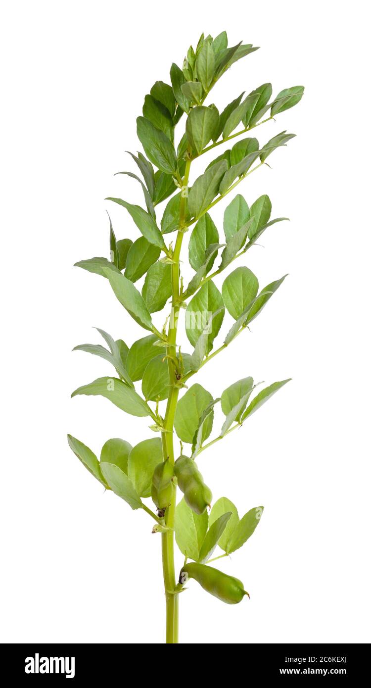 Vicia faba broad bean, fava bean, or faba bean, cover crop Horse bean. Flowers isolated Stock Photo