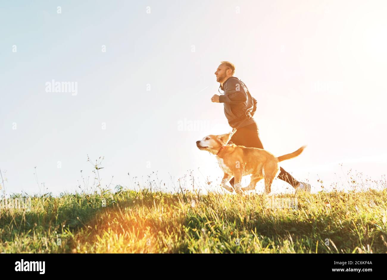 Man runs with his beagle dog. Morning Canicross exercise Stock Photo