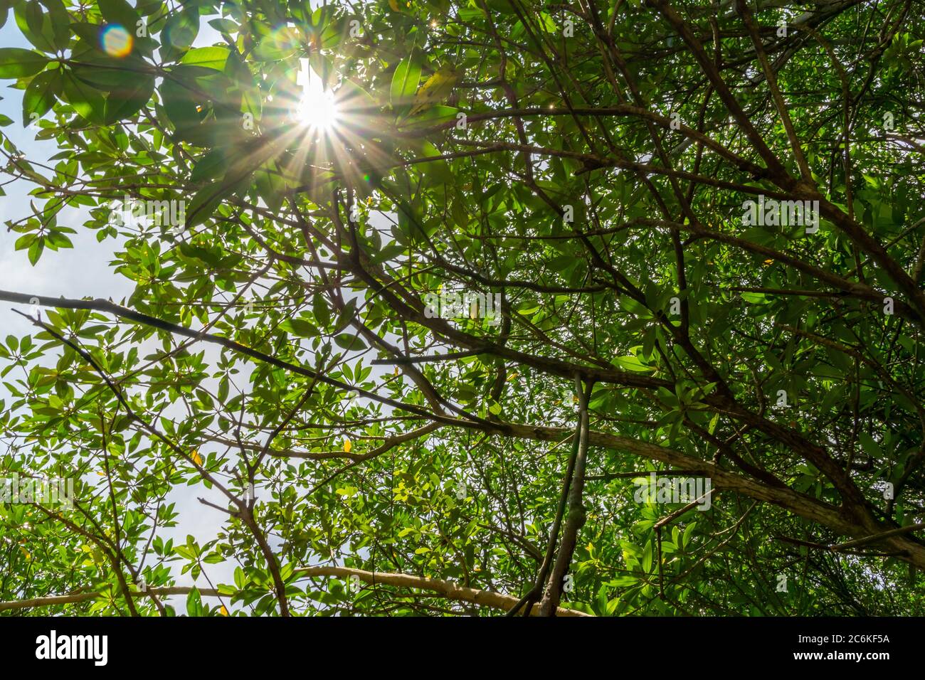 Looking up green forest. tropical forest with vivid green rich and lush foliage . bottom view background. sunstars across the branches Stock Photo
