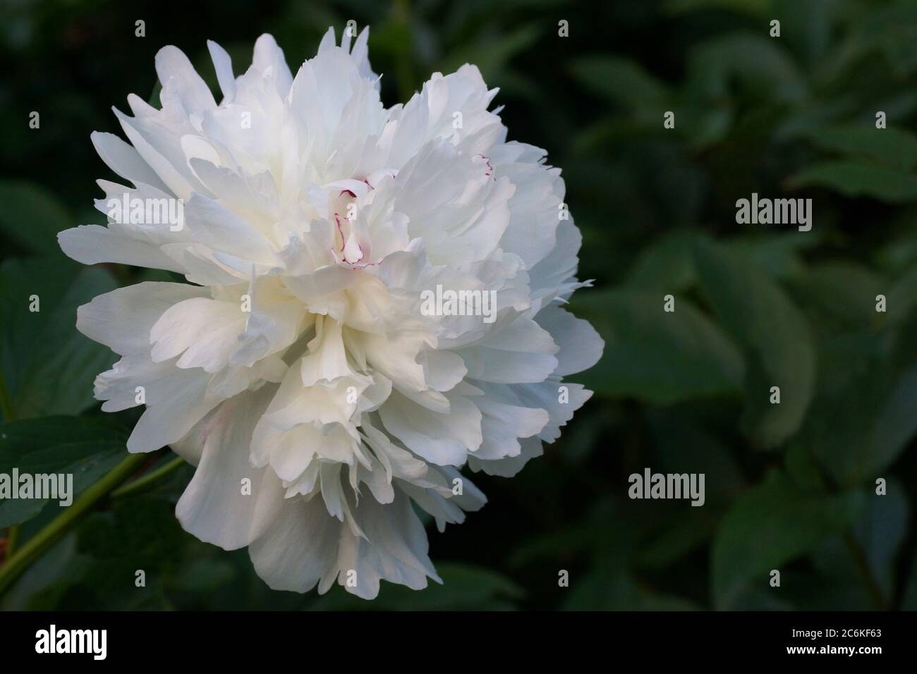 Peony Festiva Maxima.  Double white peony flower. Paeonia lactiflora (Chinese peony or common garden peony). Stock Photo