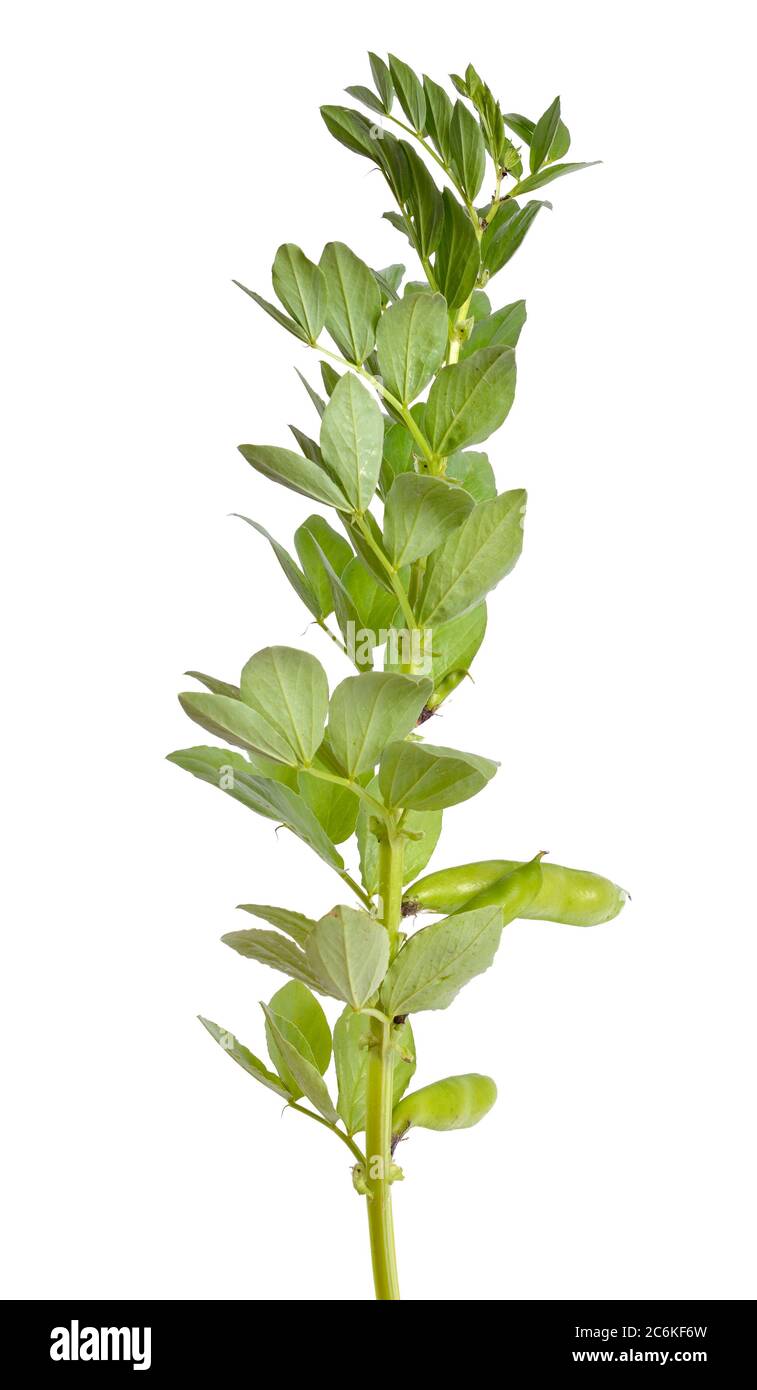 Vicia faba broad bean, fava bean, or faba bean, cover crop Horse bean. Flowers isolated Stock Photo