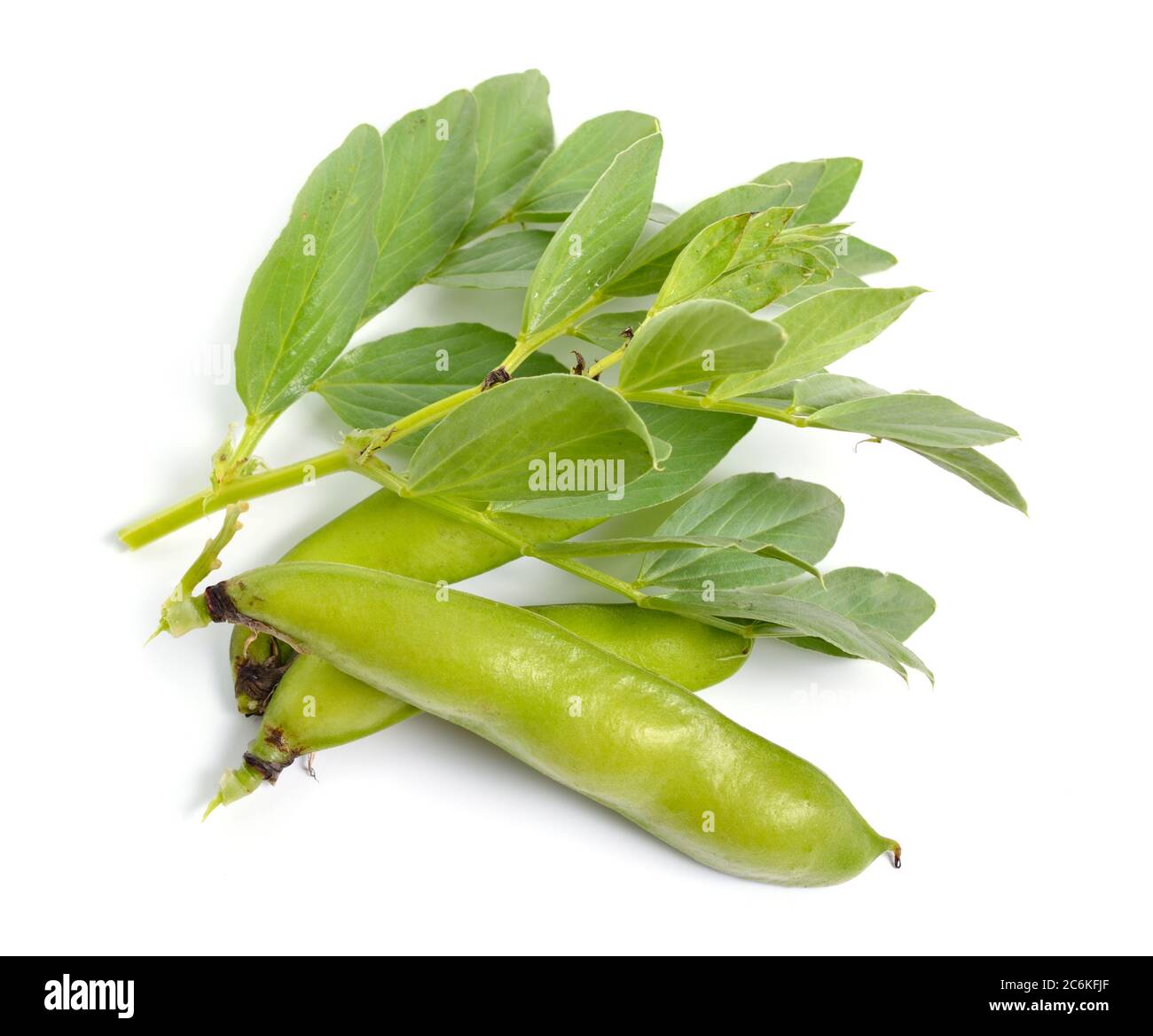 Vicia faba broad bean, fava bean, or faba bean, cover crop Horse bean